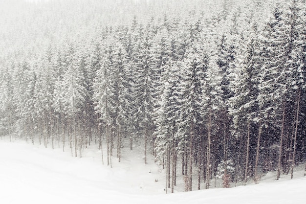 Schneefall im Winterwald