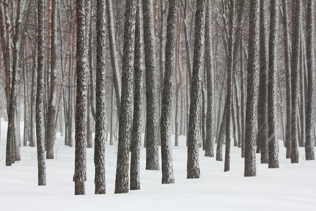 Schneefall im Winterwald