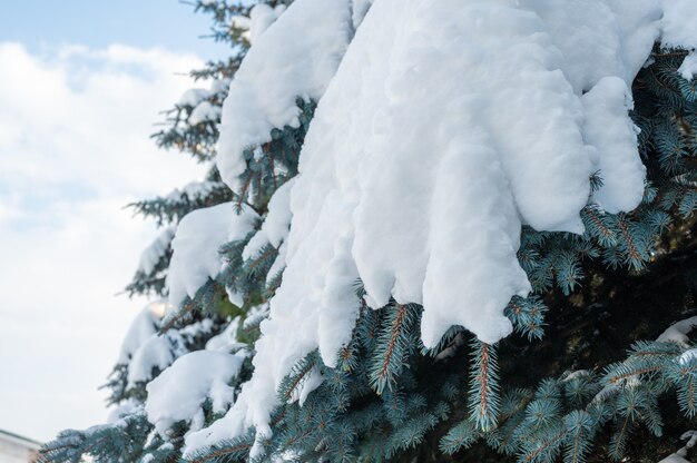 Schneefall. Schneeverwehungen auf Fichtentatzen. schneebedeckte Fichtentatzen des Baumes im Schnee, frische Schneeverwehungen.