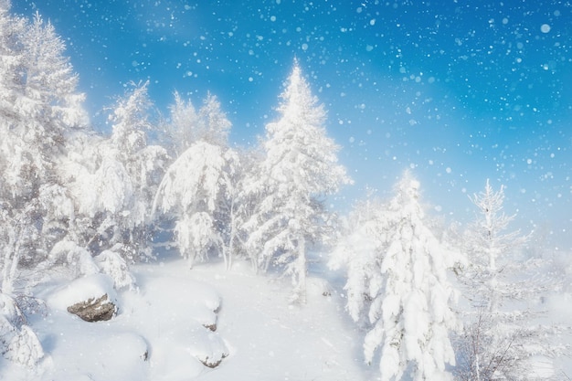 Schneefall und schneebedeckte Bäume in den Bergen. Schöne Winterlandschaft.