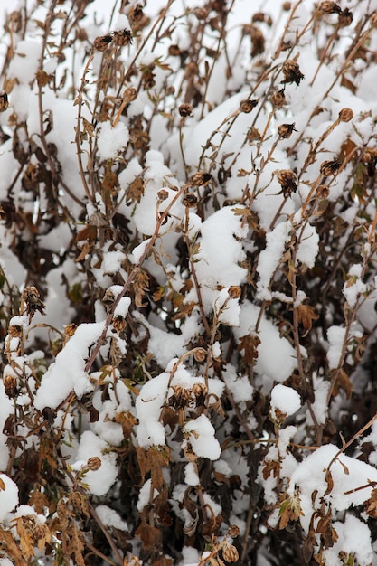 Schneefall Verschneite Büsche