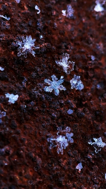 Schneeflocke auf rostigem Metall