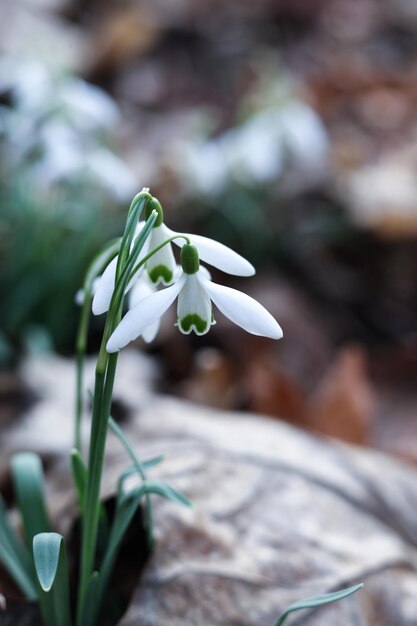 Foto schneeflockenblume galanthus nivalis aus der nähe