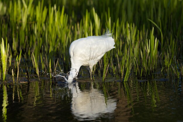 Foto schneegirre bei der jagd im teich