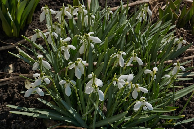 Schneeglöckchen blühen auf dem Rasen im Garten Das Schneeglöckchen ist ein Symbol des Frühlings