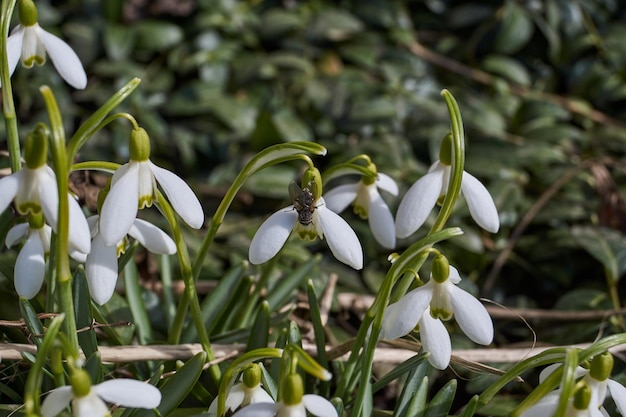 Schneeglöckchen blühen auf dem Rasen im Garten Das Schneeglöckchen ist ein Symbol des Frühlings