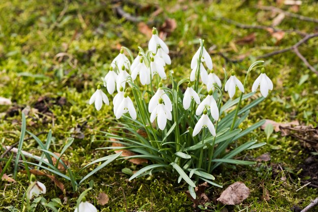 Schneeglöckchen blüht auf Naturhintergrund im Frühjahr, kleine weiße herabhängende glockenförmige Blumen.