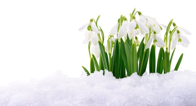 Schneeglöckchen-Blume aus echtem Schnee isoliert auf weiss.