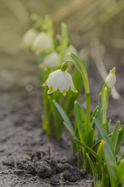 Schneeglöckchen-Blume mit weichem Hintergrund Wachsende Schneeglöckchen in einem Wald