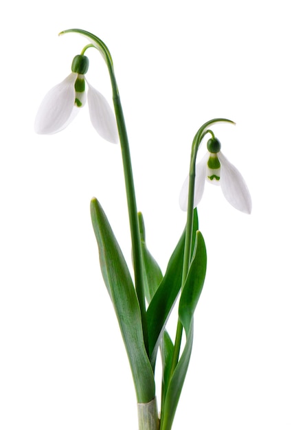 Schneeglöckchen Blumen isoliert auf weißem Hintergrund Schöne Frühlingsblumen