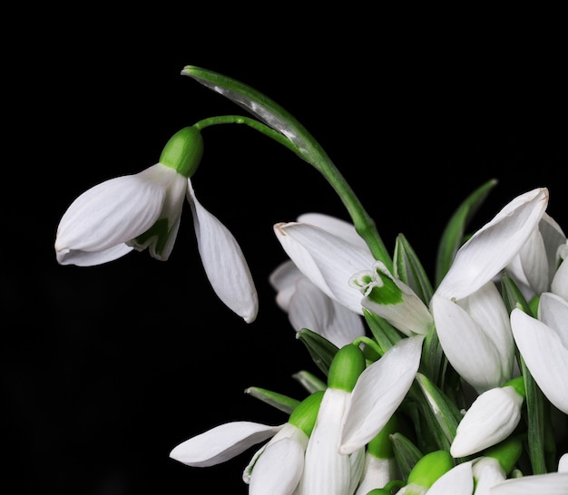 Schneeglöckchen Blumen