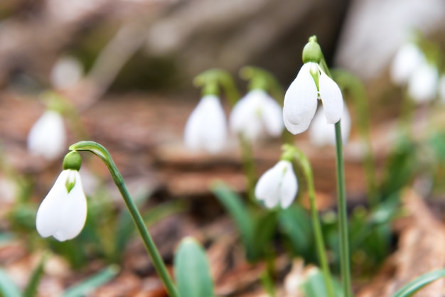 Schneeglöckchen erste Frühlingsblumen im Wald