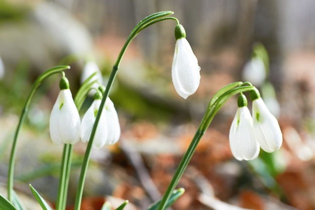 Schneeglöckchen erste Frühlingsblumen im Wald