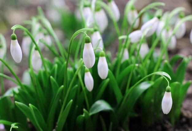 Schneeglöckchen Frühlingsblumen im Garten