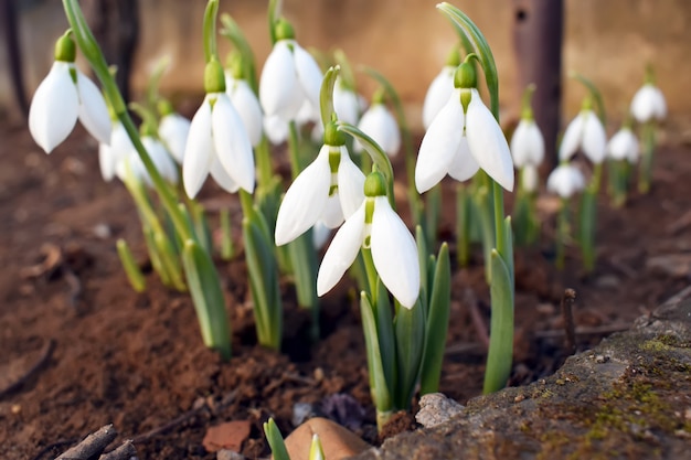 Schneeglöckchen Frühlingsblumen. Snowdrop Snowdrop Wald