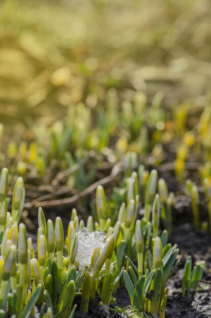 Schneeglöckchen-Frühlingsblumen Weiße zarte Schneeglöckchen-Blume