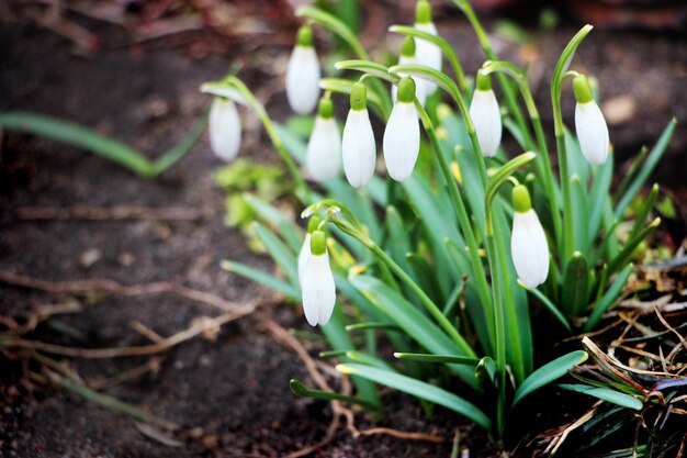 Schneeglöckchen-Frühlingsblumen Zarte Schneeglöckchenblumen-Frühlingssymbole, die uns sagen, dass der Winter geht und der Frühling kommt