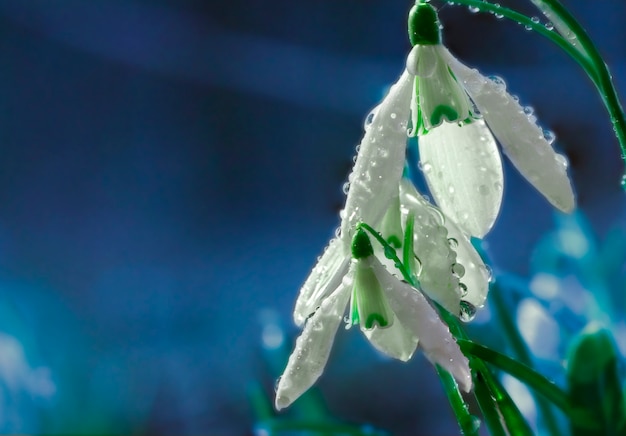 Schneeglöckchen Galanthus, herrliche weiße Blume auf blauem Hintergrund, Nahaufnahme, Hintergrund oder Textur, Frühlingskonzept. Mit Platz für Text