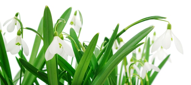 Schneeglöckchen (Galanthus nivalis) auf Weiß