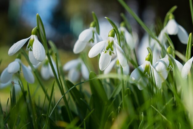 Schneeglöckchen Galanthus nivalis Nahaufnahme