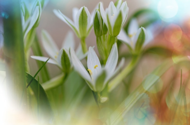 Schneeglöckchen im Frühling