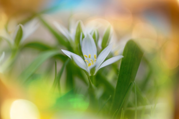 Schneeglöckchen im Frühling