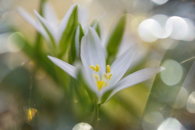 Schneeglöckchen im Frühling