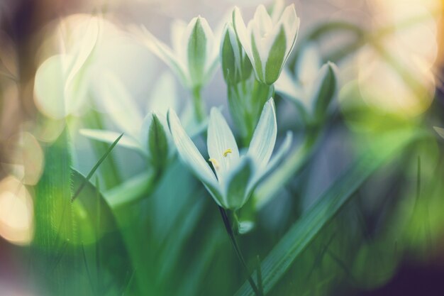 Schneeglöckchen im Frühling