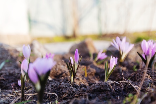 Schneeglöckchen im Frühling