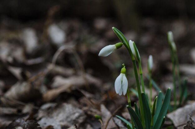 Schneeglöckchen im Frühling