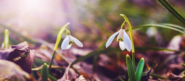 Schneeglöckchen im Frühlingswald in den Strahlen der Frühlingssonne