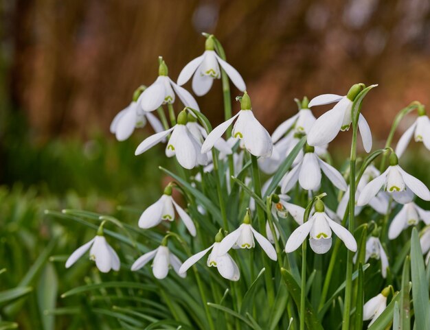 Schneeglöckchen im Garten Der Frühling kommt Schneeglöckchen in meinem Garten