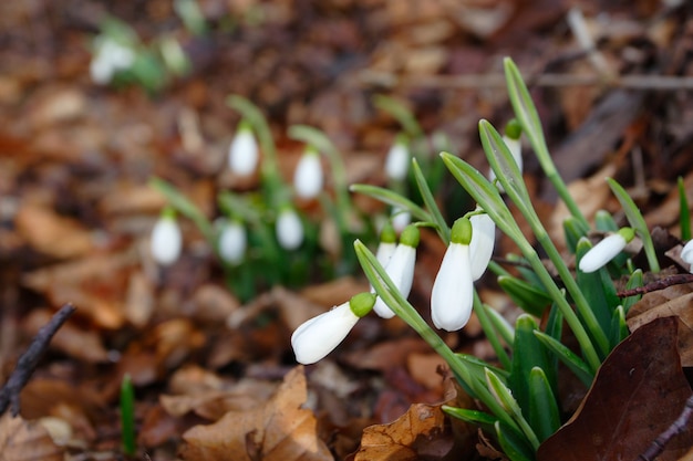 Schneeglöckchen in einem Frühlingswald