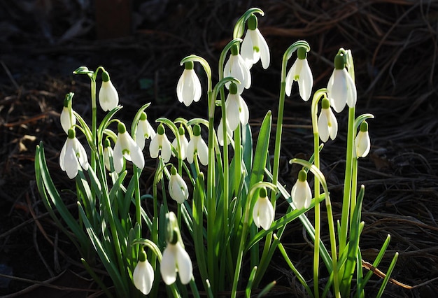 Schneeglöckchen sind ein Symbol des Frühlings.