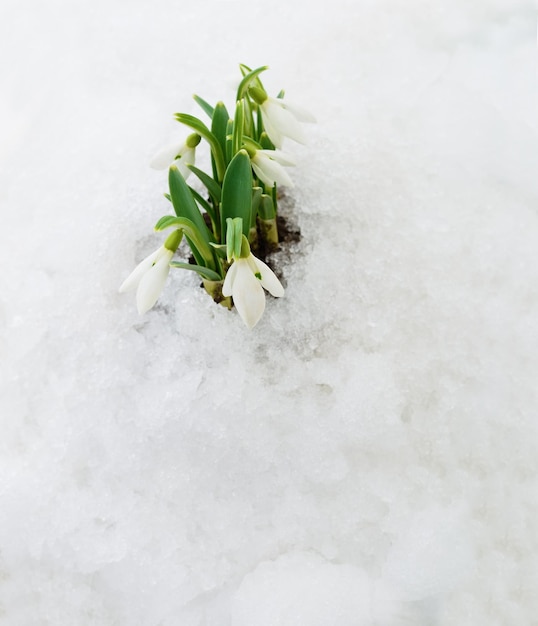 Schneeglöckchen und Schnee