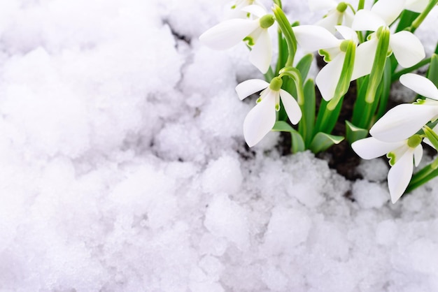 Schneeglöckchen und Schnee