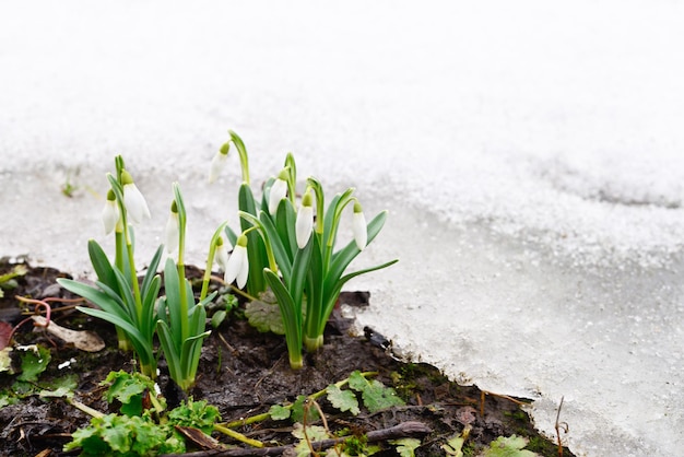 Schneeglöckchen und Schnee