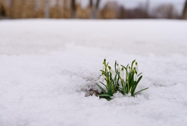 Schneeglöckchen und Schnee