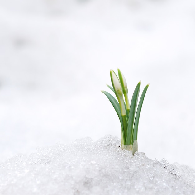 Schneeglöckchen und Schnee