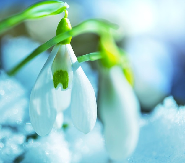 Foto schneeglöckchen