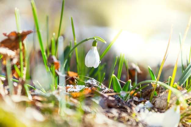 Schneeglöckchen