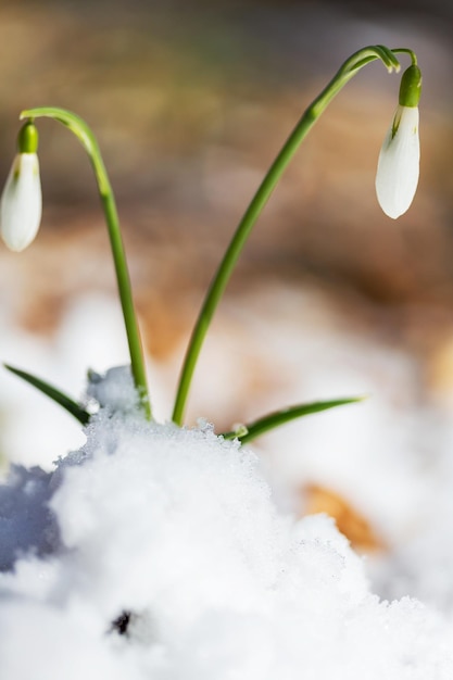 Schneeglöckchen