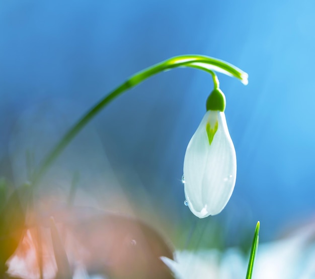 Schneeglöckchen