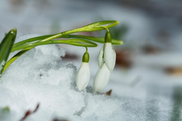 Schneeglöckchen