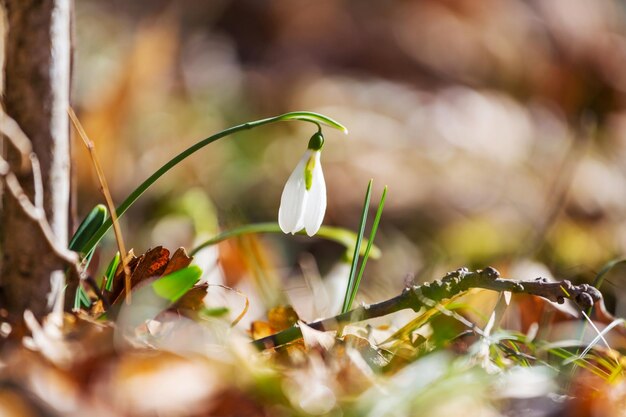 Schneeglöckchen