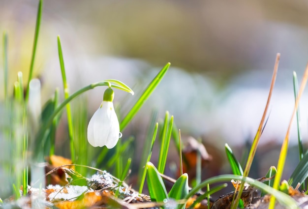 Schneeglöckchen