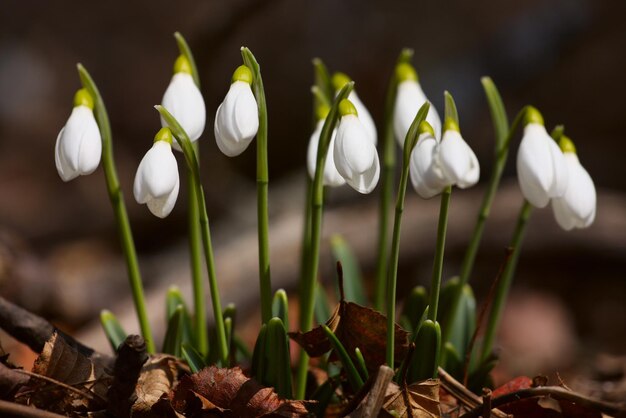 Schneeglöckchen