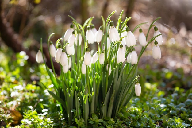 Schneeglöckchenblumen im Wald