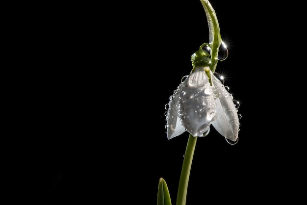 Schneeglöckchenfrühling im Regen und in den glänzenden Lichtern.