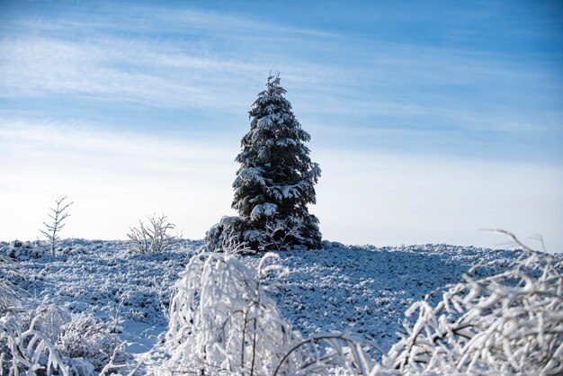 Schneelandschaftshintergrund, verschneiter Tannenbaum. Winterlandschaft mit schneebedeckten Bäumen. Winter im Wald.